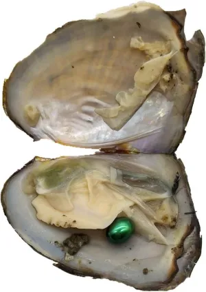 20pcs Oval Freshwater Pearl Oysters with Pearls,Pearl Oysters,Akoya Oysters