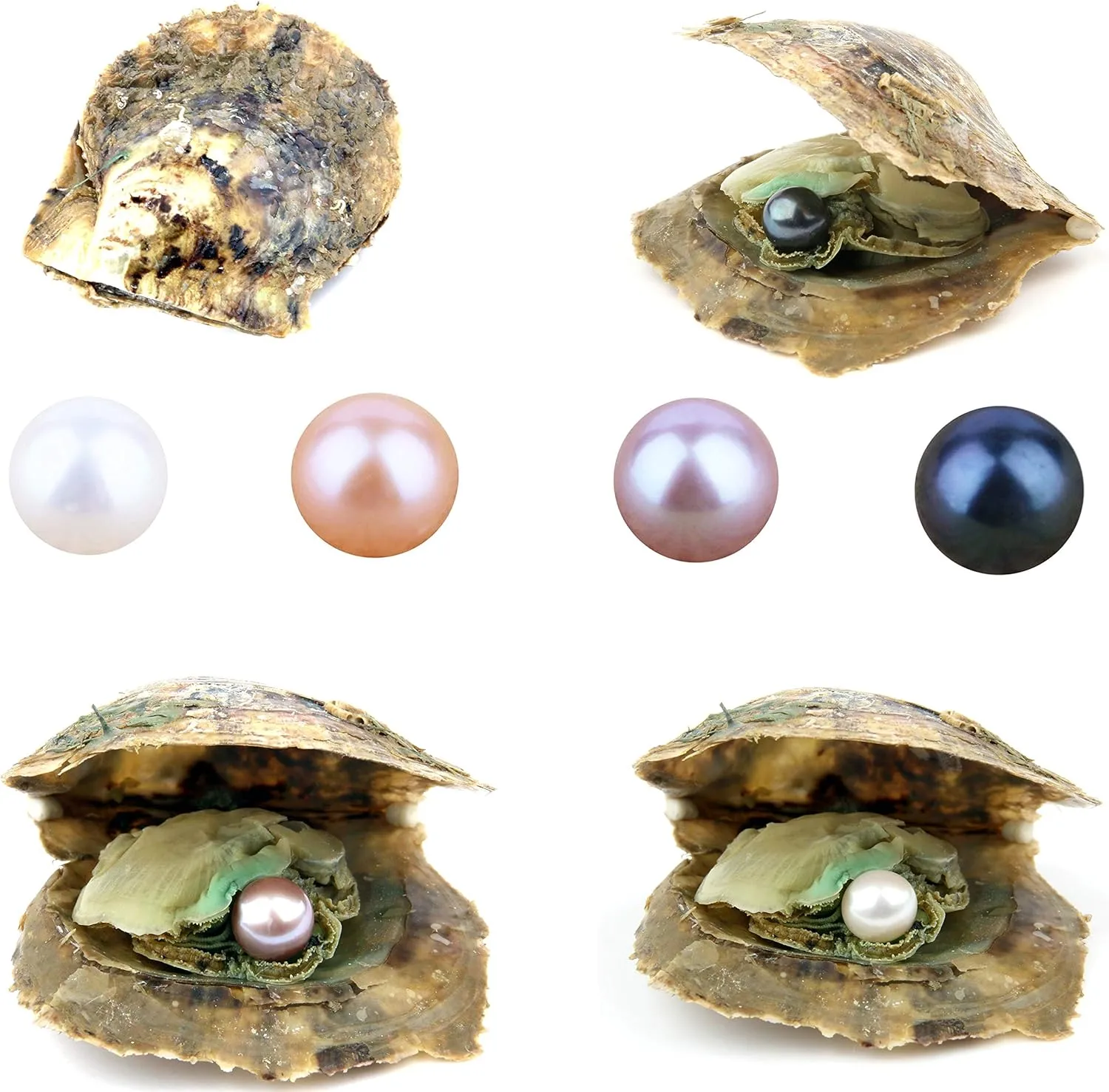 4PCS Saltwater Akoya Cultured Pearl Oyster with Round Pearl (6.5-7.5mm) Inside Jewelry Making or Birthday Gifts (4 Colors)