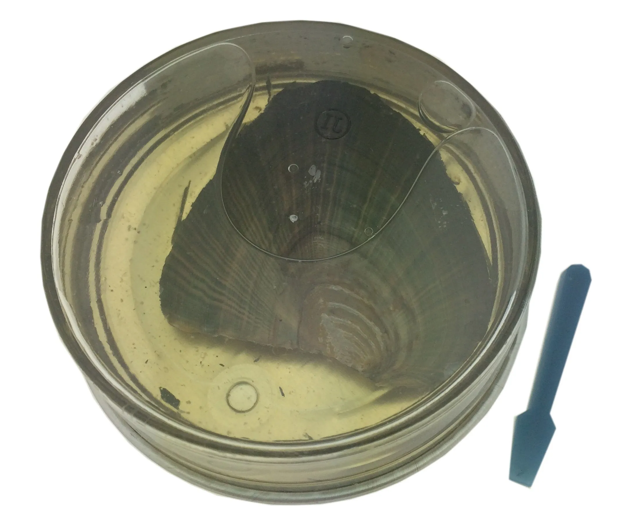 Love Pearl™ Pisces Zodiac Cage Necklace DIY Oyster Opening Kit